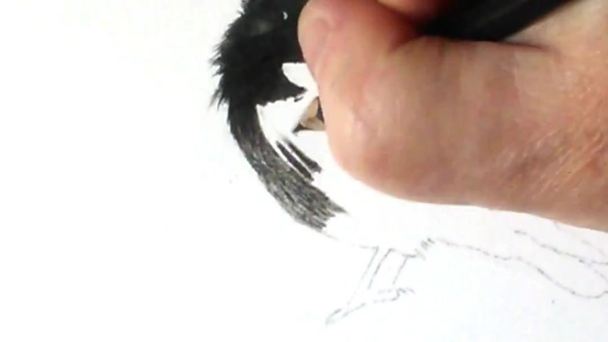 Timelapse drawing mini crow 2